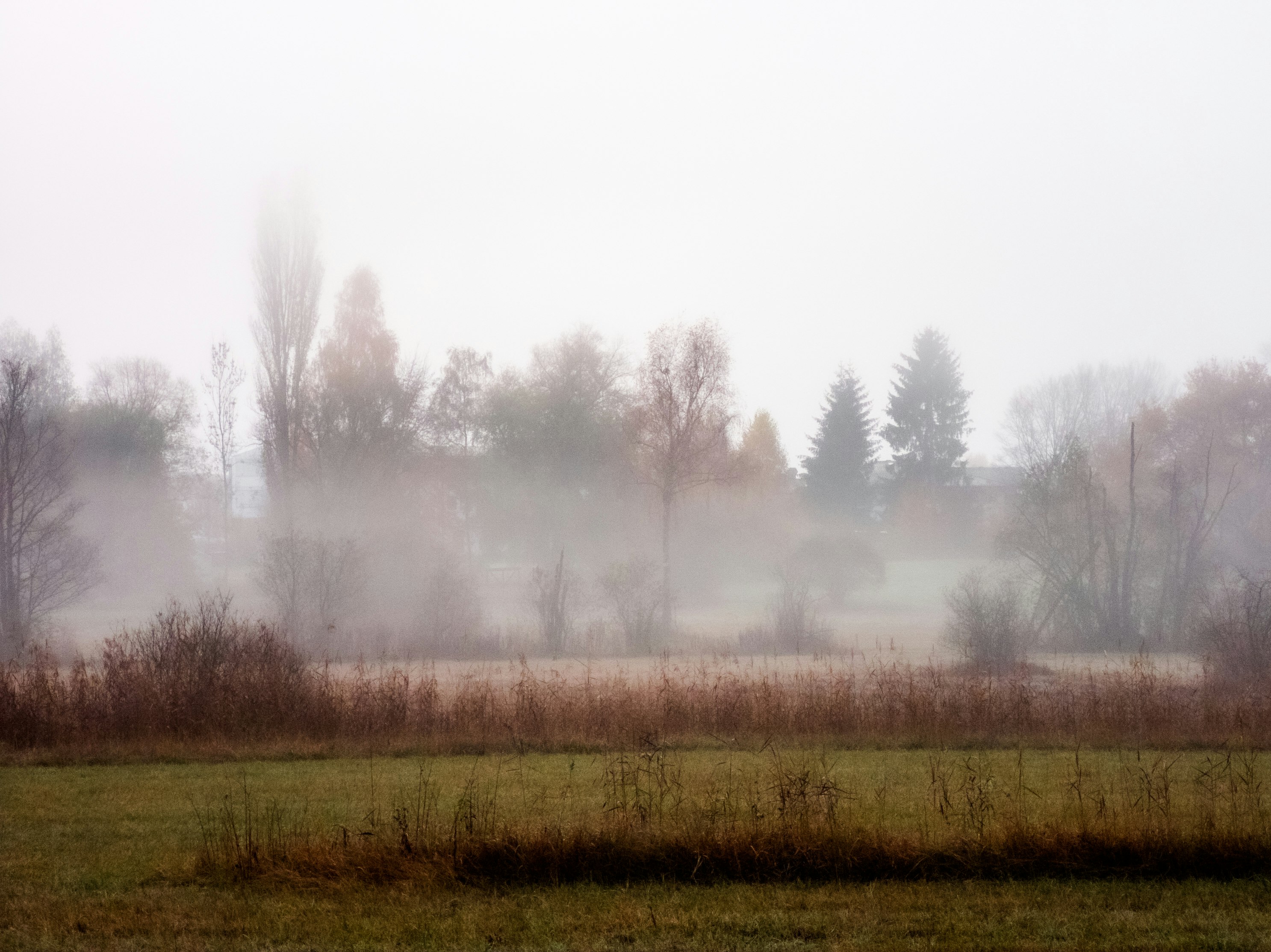 green grass field with trees